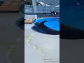 イルカのドリフト　Dolphins are good at drifting