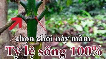 Cách ghép cây cà phê chọn chồi nảy mầm tỷ lệ sống cáo ||T-anh nông dân