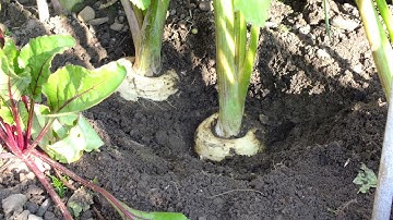 Grow Parsnips. How to grow Organic Parsnips from start to finish in a raised bed.
