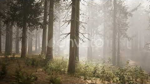 Sunbeams in Natural Spruce Forest | Motion Graphics - Envato elements