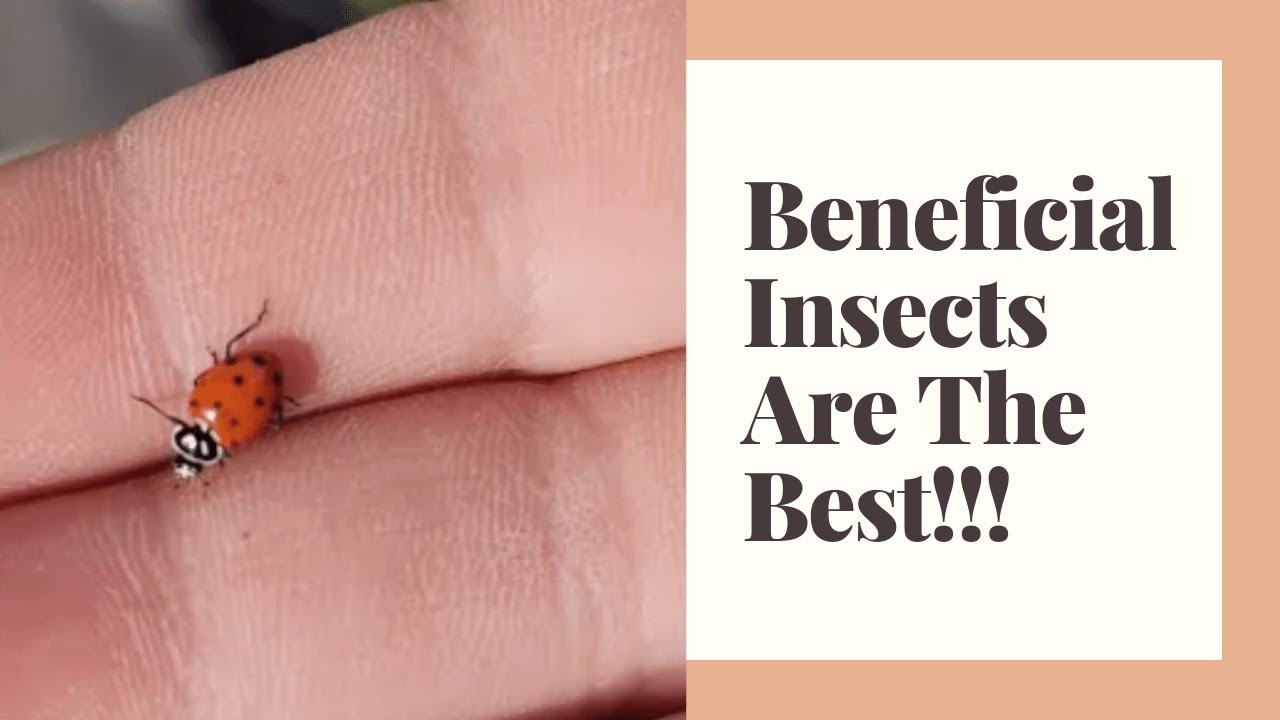 Beneficial Insects for Pest Control Learning Organic Gardening