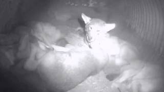 Sleeping with Wolves