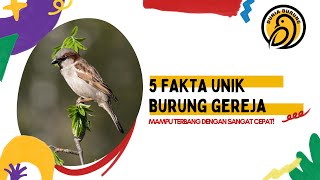 5 Fakta Menarik Burung Gereja - Dunia  Burung