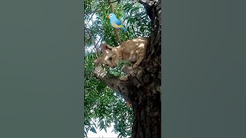 #القرآن_الكريم #راحة_نفسية #تلاوة_خاشعة #cat #المصحف #cuteanimal #kitten #القزابري #cutecat #duet