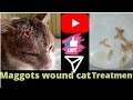 April 12, 2022 Maggots Wound Cat Treatment /how to save animals life