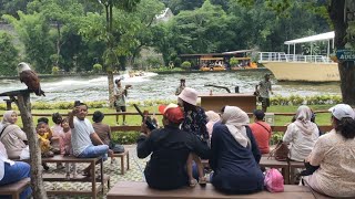 Edukasi burung || show burung di gembira loka zoo by Alif Sakha 7 views 4 months ago 13 minutes, 10 seconds