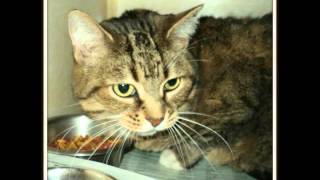 Animals for adoption  5 1 2016