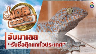 ใครจับได้จับมาเลย...รับซื้อตุ๊กแกทั่วประเทศ!! | JOB บรรเจิด | ช่อง8