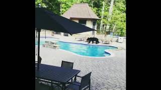 Bear Enjoys an Afternoon Swim in North Carolina Pool