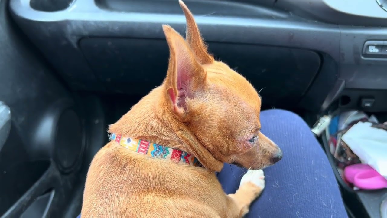 249. Как дела у Томаса, помощь от государства, город Caernarfon.