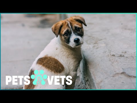 HURRICANE MARIA AFTERMATH: RESCUING PUERTO RICO'S STRAY ANIMALS