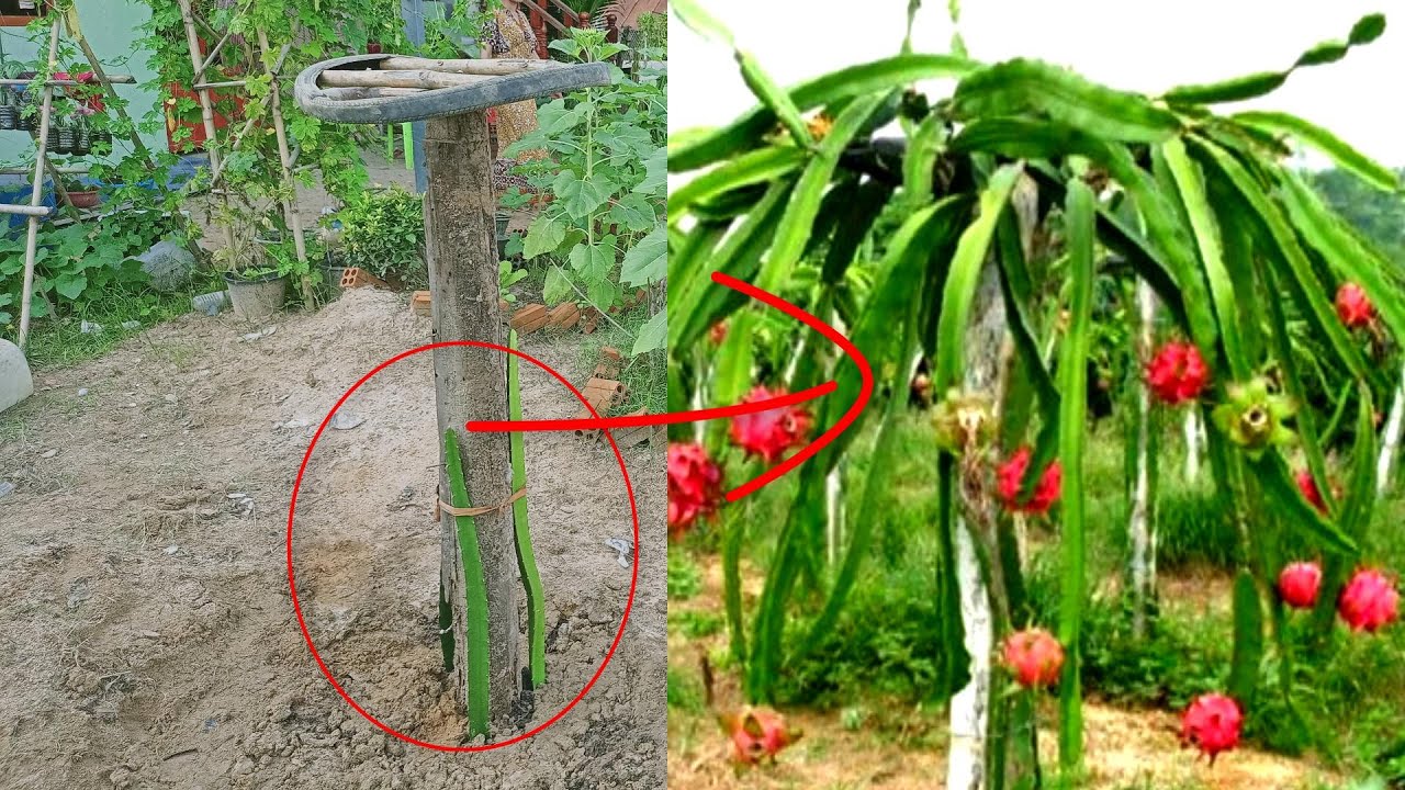 How to Grow Dragon Fruit Plants -Basic Technique 