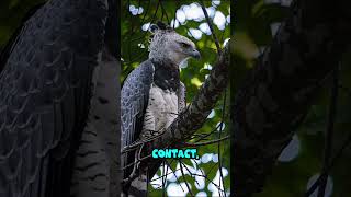 Harpy eagle#harpyeagle