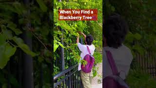 Eating Blackberries Right Off The Trees In Usa blackberry usa boston