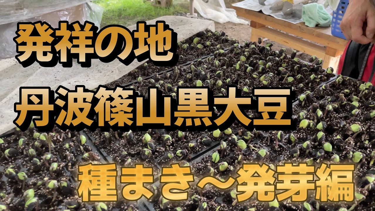 発祥の地　丹波篠山黒大豆『種まき～発芽編』