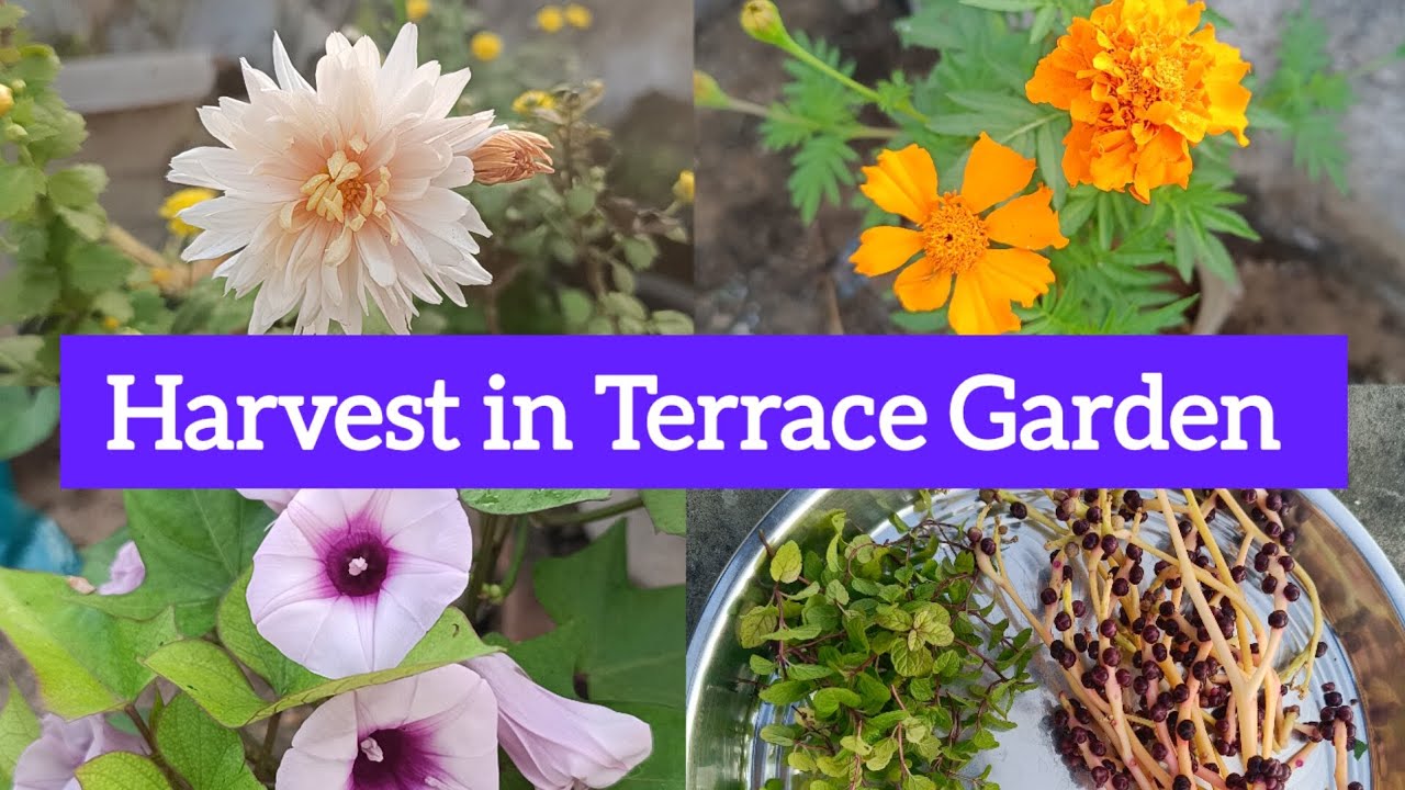 Mini Terrace Garden లో Mini Harvest 🏡🥬🍅 మీరు gardening చేస్తున్నారా ❓❓ Beautiful Flowers 🌼🌺🌹