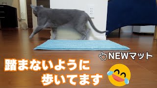 They don't like the feel of mats #103 by こて虎 猫life 360 views 2 years ago 3 minutes, 45 seconds