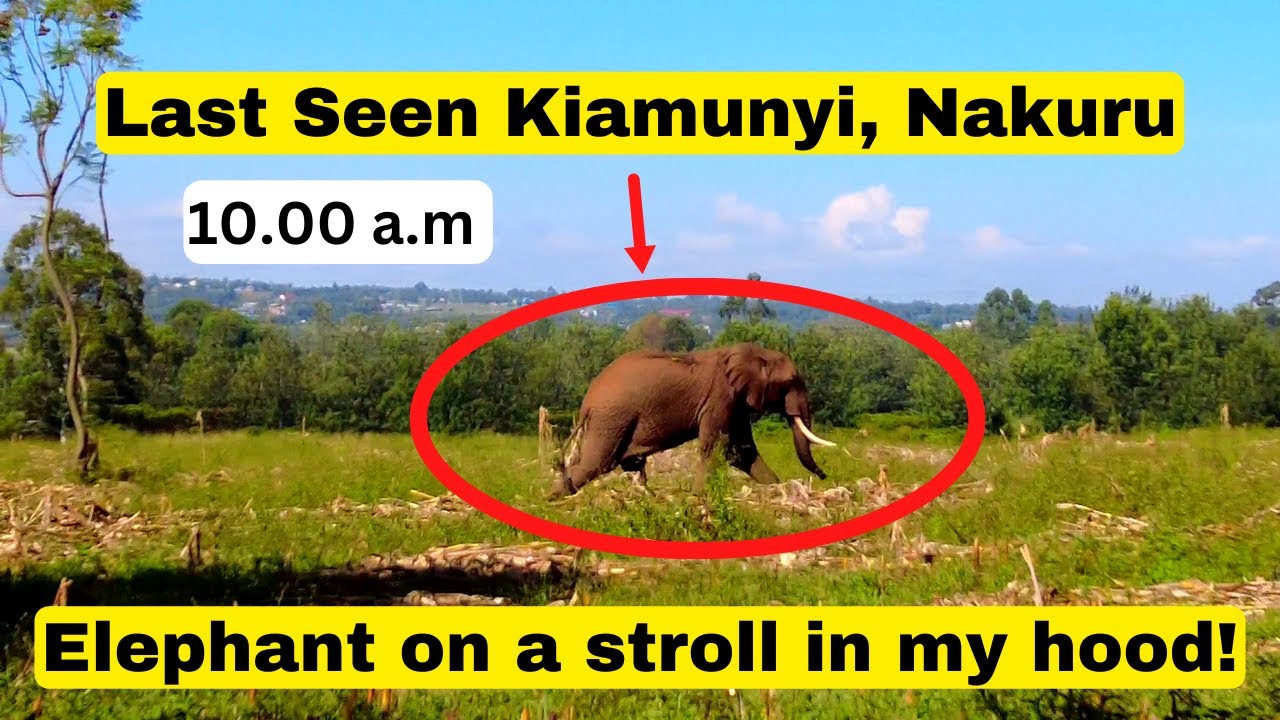 OMG! An Elephant in the Estates of Nakuru, Locals and KWS Chase it Down | Ndovu ni Kuu