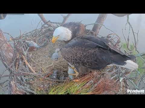 E26 is 10 Days Old! Breakfish Tandem Feeding by Mom & Dad (12.29.25)