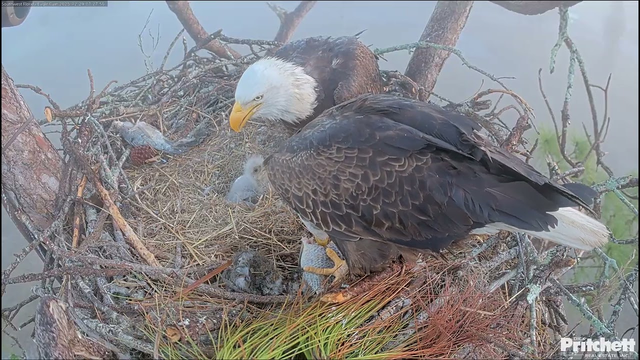 E26 is 10 Days Old! Breakfish Tandem Feeding by Mom & Dad (12.29.25)