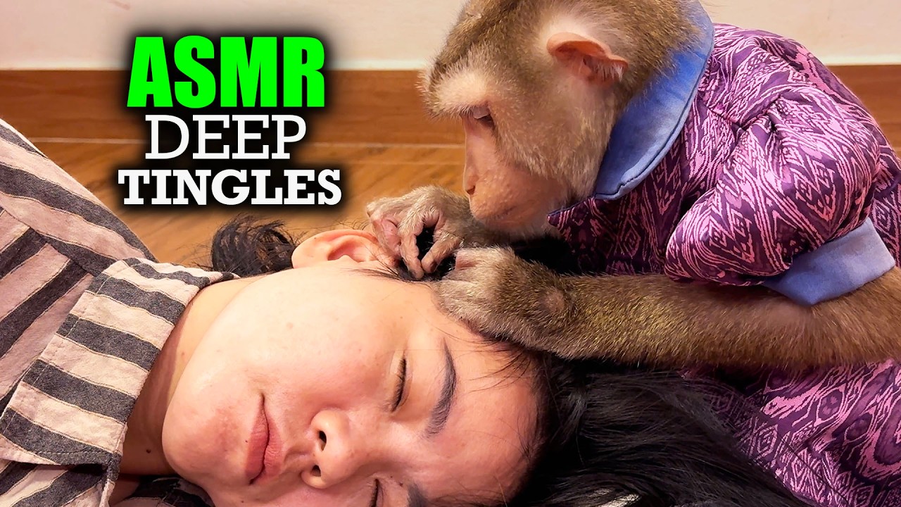 Monkey ASMR (Soft Tapping & Hair Picking) | Deep Sleep & Tingles Guaranteed