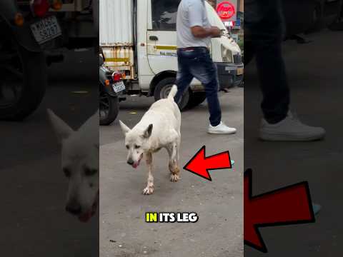 Man Rescues Sick Stray Dog ❤️🐶