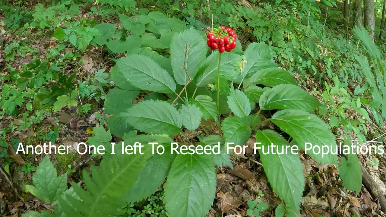 Little More Kentucky Ginseng 2021 YouTube