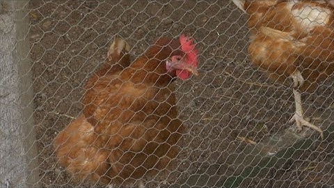 VOTV - Decreten el confinament immediat de l