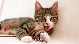 Nikita Cat But She Gets Younger Every Few Seconds by Krzysztof Smejlis 2,530 views 1 month ago 1 minute, 17 seconds