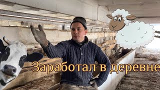 Переехали в деревню и занялись бизнесом, думаем об овцеводстве