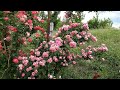 Розы Леонардо Да Винчи и Декор Арлекин, Питомник Роз Полины Козловой - rozarium.biz