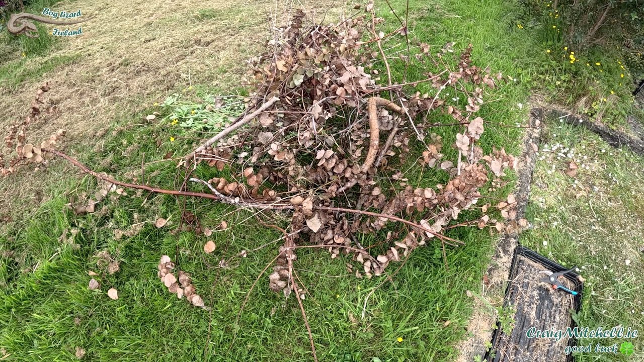 Pulverulenta new growth