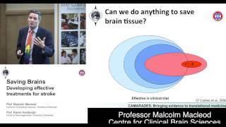 Saving Brains: Developing Effective Treatments for Stroke