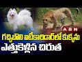Leopard creates panic in Gachibowli IT corridor