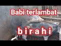 Babi terlambat birahi,Mengapa? Solusinya? #babibirahi #babiterlambatbirahi #indomor_farm