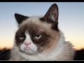 Смешные кошки 21 ● Приколы с животными 2015 - коты ● Funny cats vine compilation ● Part 21