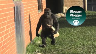 You'll Never Get Tired Of Gorilla Lopes Upright Walk