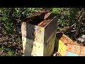 Mvi 1971   how i inspect a 8 frame times 3 deep hive make splits add frames back to the hive