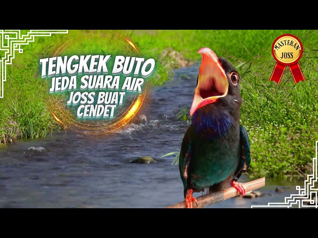 Tengkek Buto Jeda Suara Air - Masteran Cendet class=