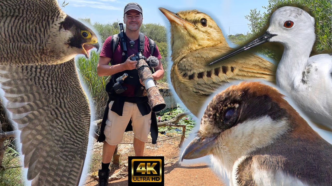 menorca-birdwatching-may-2025-part-4-woodchat-shrike-peregrine