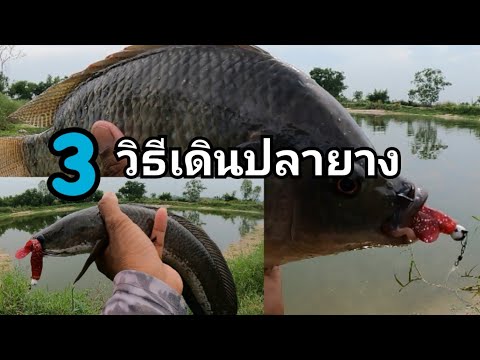 วีดีโอ: 3 วิธีในการย่างปลา