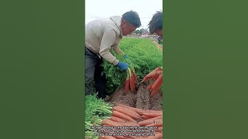 Harvest Carrots and Display a Scene of Abundance