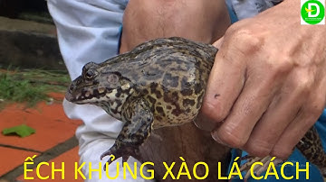 193  Đặc Dớn MiNi Đồng Lúa Chét - Dính Ếch To | Đất Phương Nam