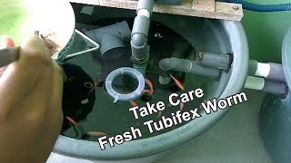 How To Take Care Fresh Tubifex Worm