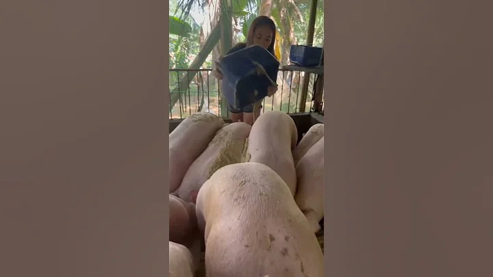 full feed #hogfarming #pig #pigbreeding #farming #hogger #pigfarming #animals #farmlife