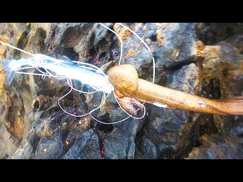 沖縄の一級磯で寝てる間ダツを泳がせてたらウツボ襲来！【沖縄１熱い磯で大物狙い！#4】