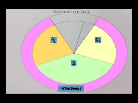 Cell Cycle Pie Chart