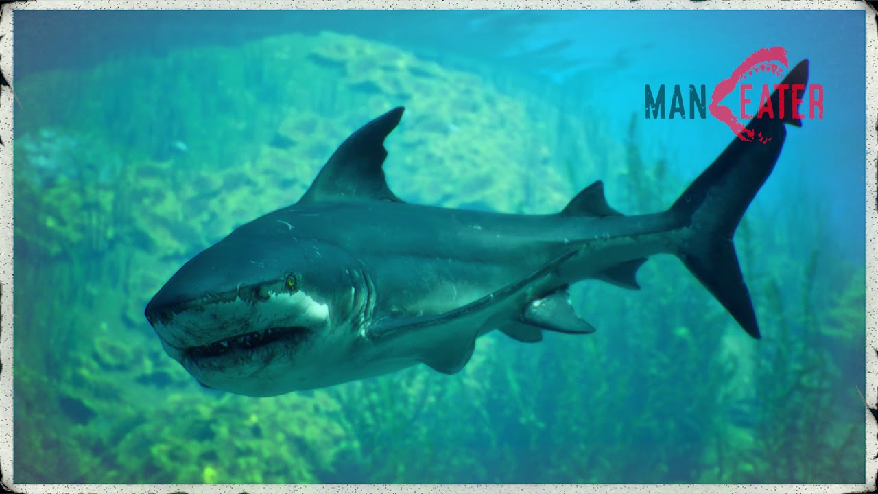 Maneater Apex Mako Video YouTube