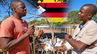 From Uk to Being One of the Best Boer Goat Breeders in Zimbabwe