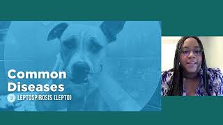 Protecting Pups: A Shelter Vet’s Guide to Common Infectious Diseases in Dogs - MMFC